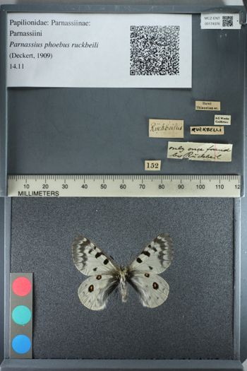 Media type: image;   Entomology 174376